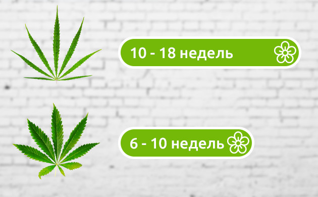 Время цветения конопли Количество недель цветения сативы и индики