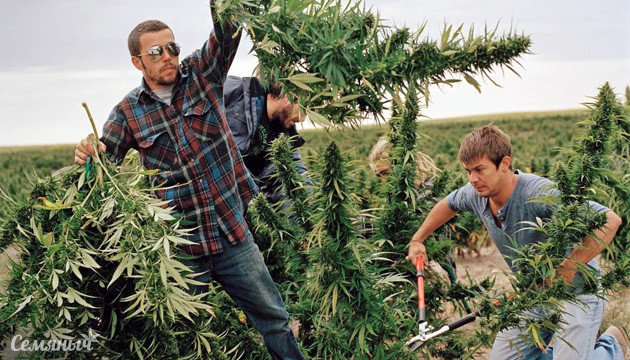 Сбор урожая марихуаны