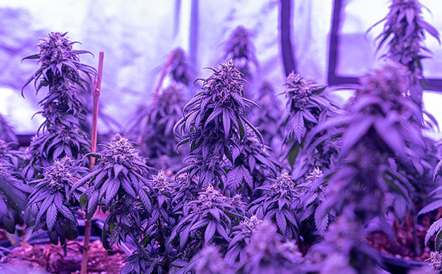 Выращивание GDP на улице и в помещении