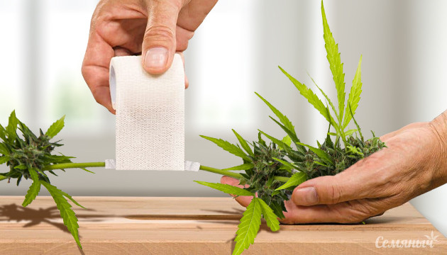 Перевозка сломанной ветви