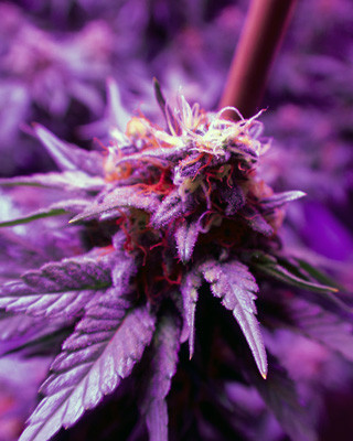 Соцветия с оранжевыми стигмами