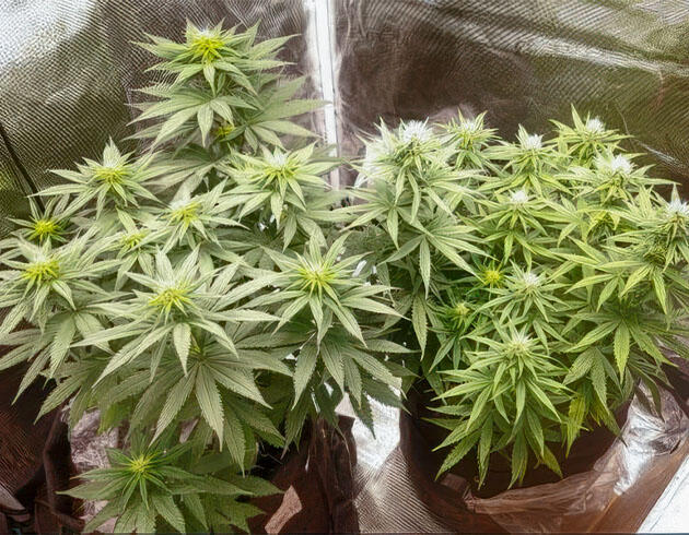 Куст конопли на 8 неделе роста