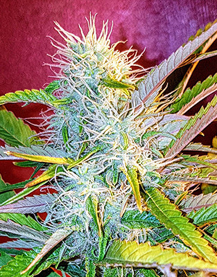 Верхушка конопли Crime Caramel Auto от Семяныча