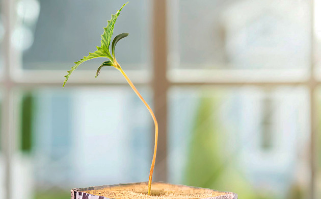 Проблемы с прорастанием семян марихуаны