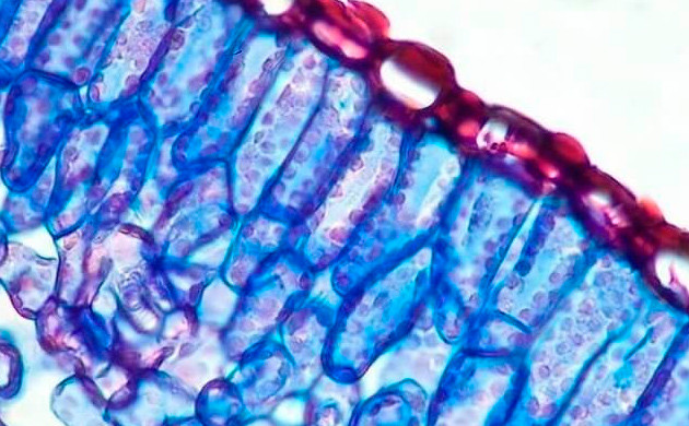 Лист розмарина Структура листа розмарина