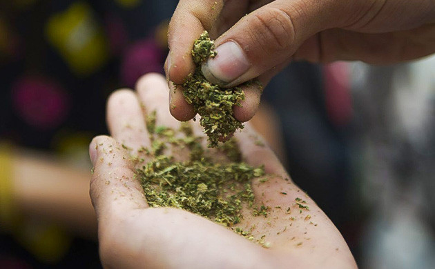 Первый шаг: измельчение соцветий Измельчение соцветий каннабиса