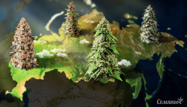 Марихуана для России