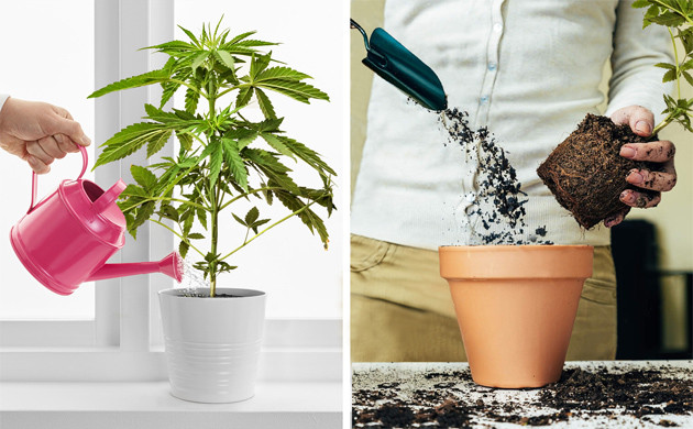 Как подготовить старый горшок для пересадки марихуаны Подготовка старого горшка для выращивания каннабиса