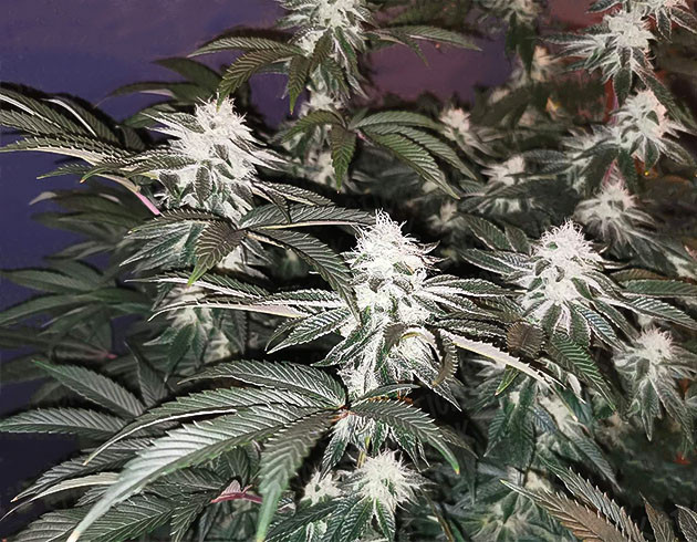 Цветение на 16 неделе Набор массы шишек