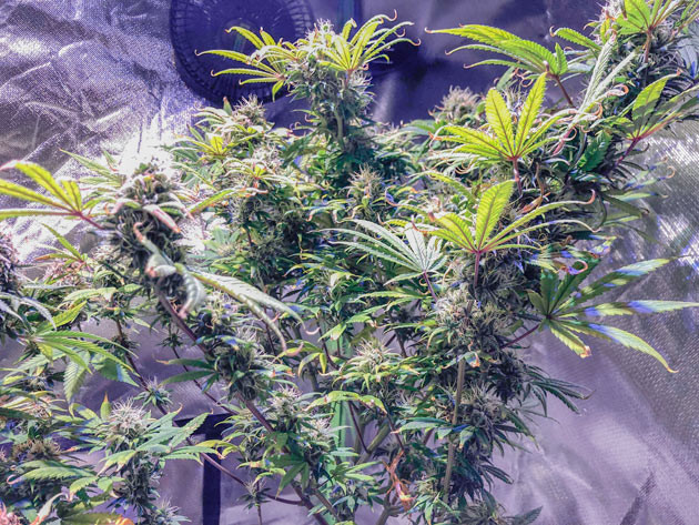 Промывка марихуаны