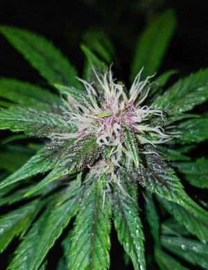 Шишка марихуаны