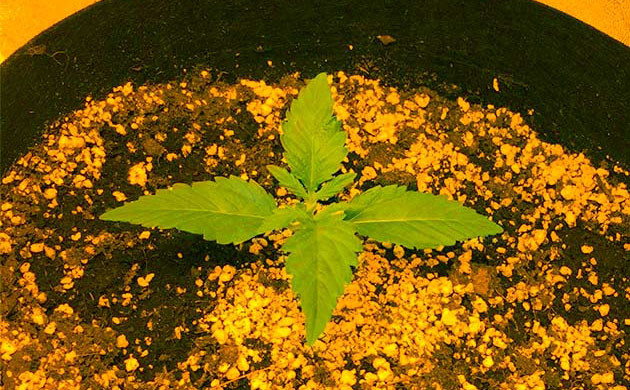 Появление второй пары полноценных листьев