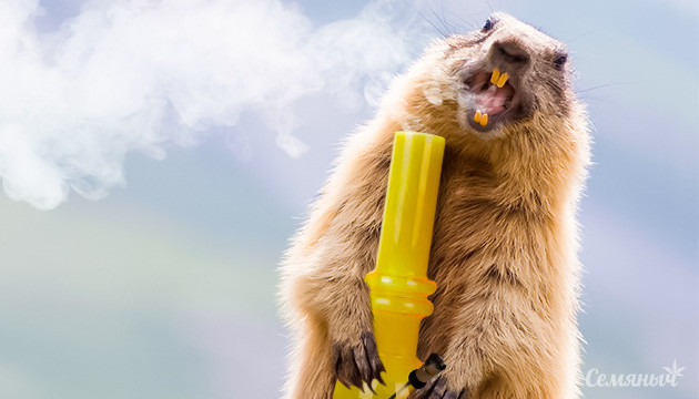 День сурка с Семянычем День сурка на Семяныче