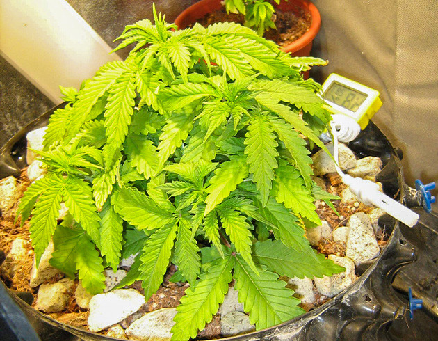 Здоровый восстановившийся куст