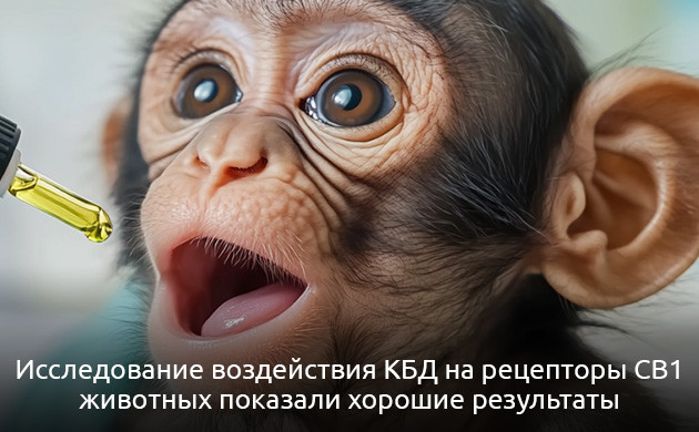 Исследование воздействия КБД на рецепторы CB1