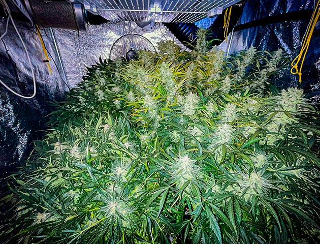 Подготовка к харвесту конопли Auto Cinderella Jack