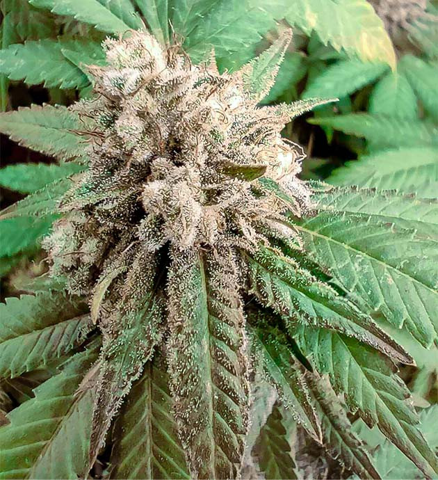 Подготовка к сбору урожая Годзиллы Глю 4