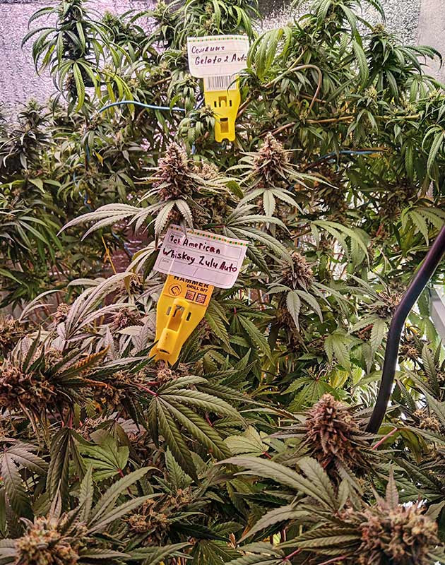 Куст Whiskey Zulu Auto на 10 неделе роста