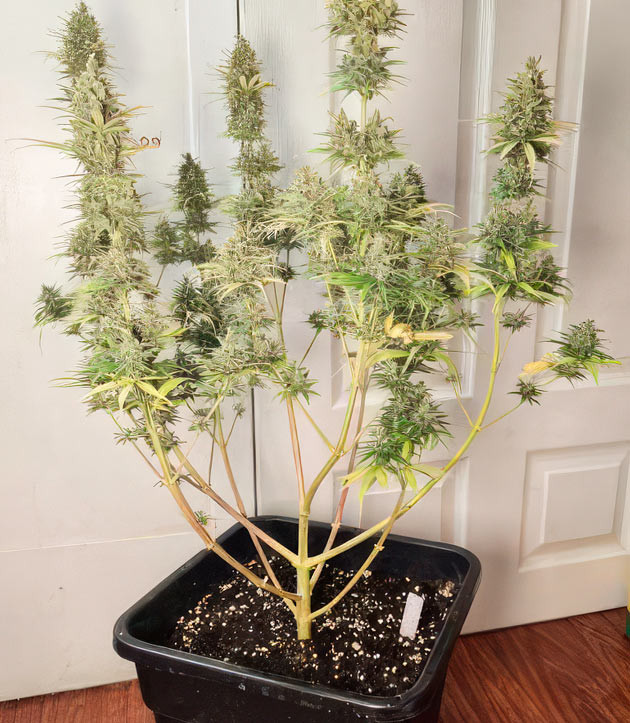 Окончание вегетации и фаза полного созревания конопли Выращивание сорта Apple Betty на 14 неделе