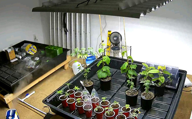 Гроурум с растениями