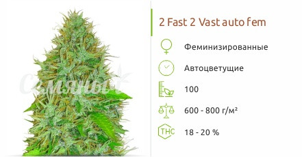 2 Fast 2 Vast auto от Heavyweight Seeds