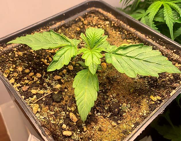 Куст конопли, увеличившийся за неделю