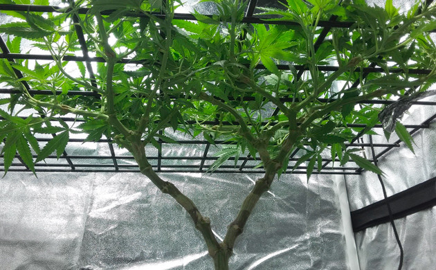 Сетка ScrOG