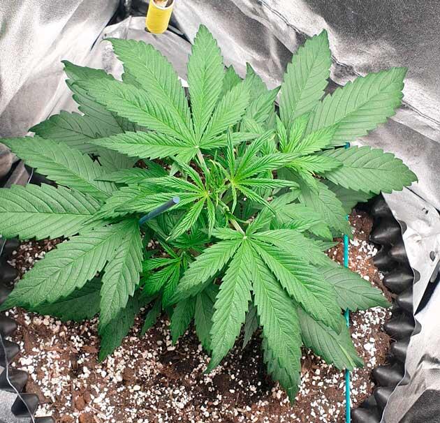 Куст Hellfire OG Auto от 7CH American на 5 неделе