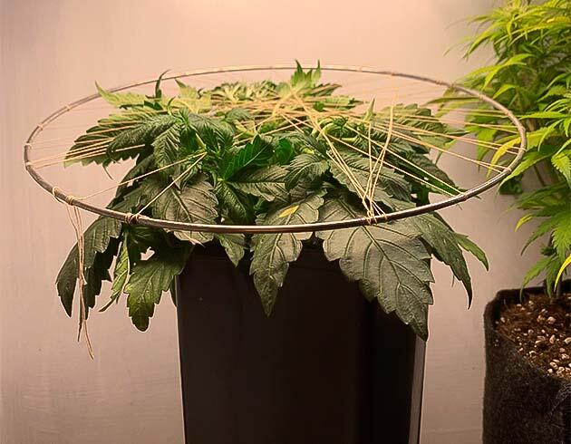 Конопля под самодельной конструкцией