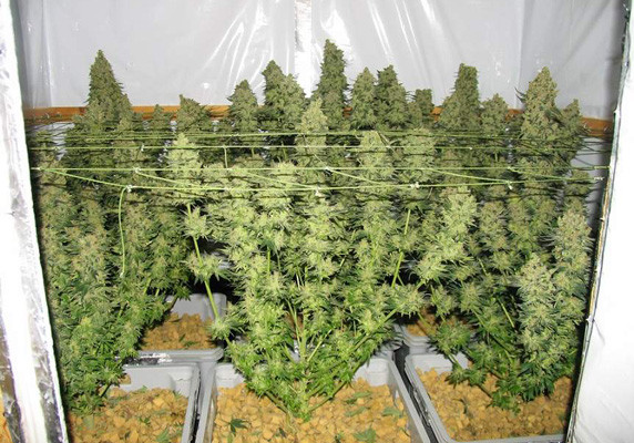 Проведение харвеста Кусты Jack Herer перед харвестом