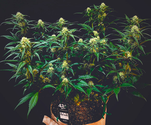 Стимуляция цветения куста Gorilla Zkittlez Auto