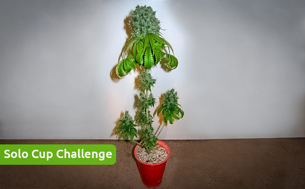 Solo Cup Challenge Цветущий кустик в пластиковом стакане