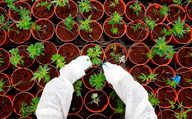 Высокочастотная фертигация: преимущества и применение