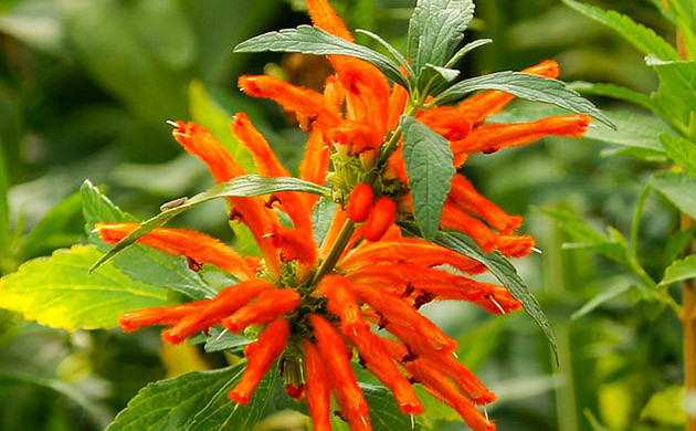 Дикая дагга Растение красного цвета