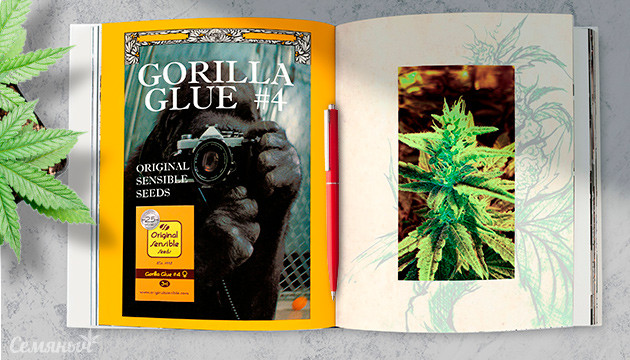 Гроурепорт сорта Gorilla Glue #4