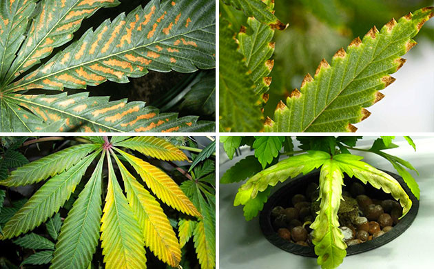 Признаки переизбытка питательных веществ Ожоги от удобрений на листьях каннабиса