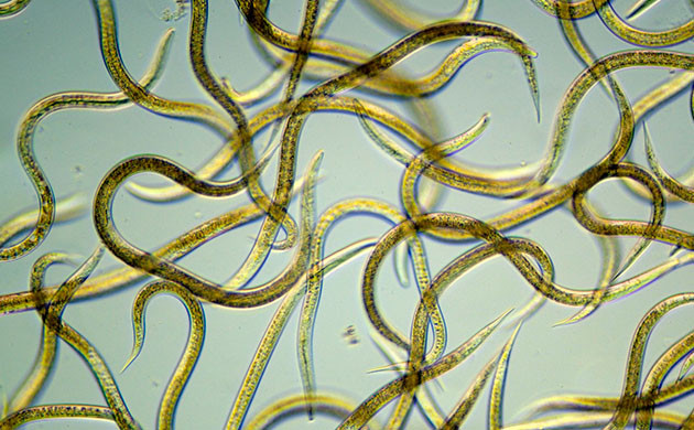 Полезные нематоды для роста конопли