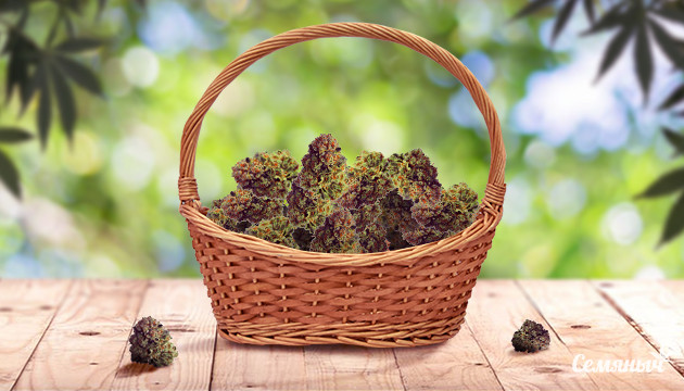 3 способа получить больше урожая конопли