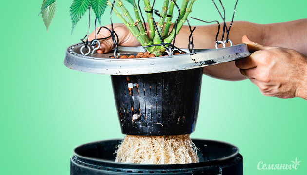 Гидропонное выращивание конопли