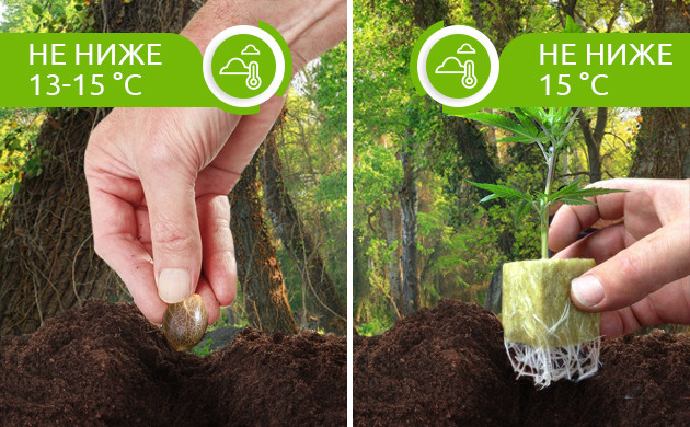Температура для высадки семян и рассады в аутдор Температура не ниже 13-15°C для высадки каннабиса