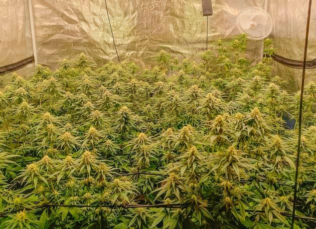 Развитие соцветий и новый раствор для конопли Кусты Mimosa X Orange Punch от Barney's Farm на 10 неделе