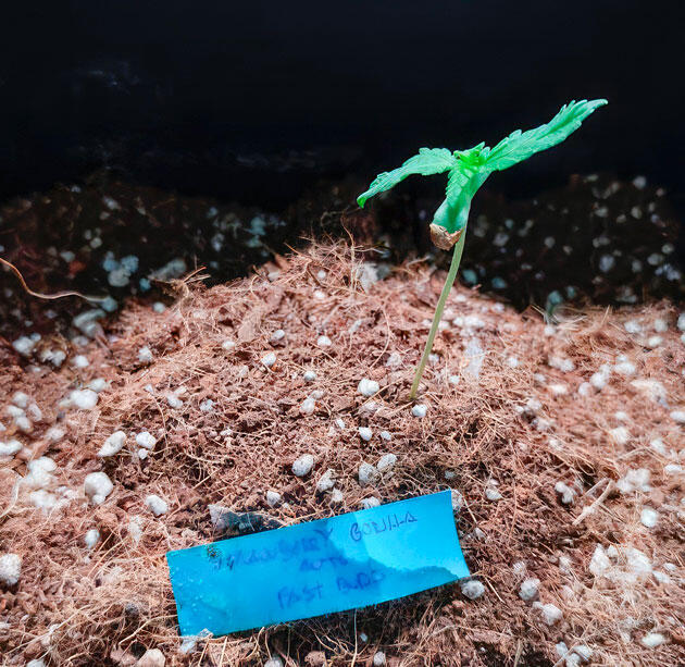 Росток Strawberry Gorilla Auto на 1 неделе выращивания