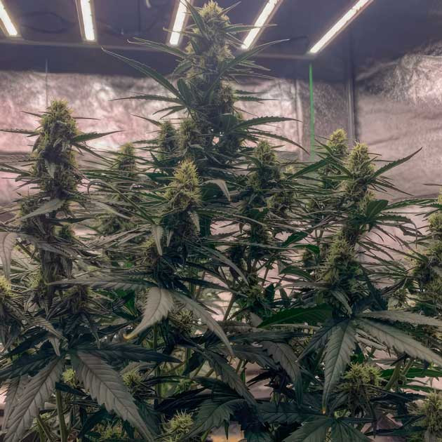 Марихуана на 7 неделе роста