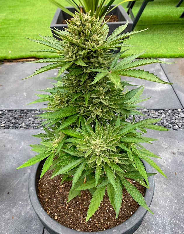 Кусты Guava Auto на последней неделе выращивания