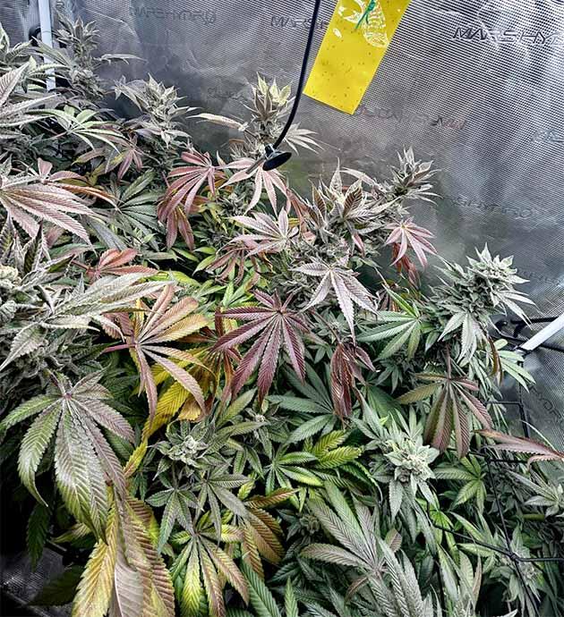 Кусты RS11 x Banana OG от Barney's Farm на последней неделе