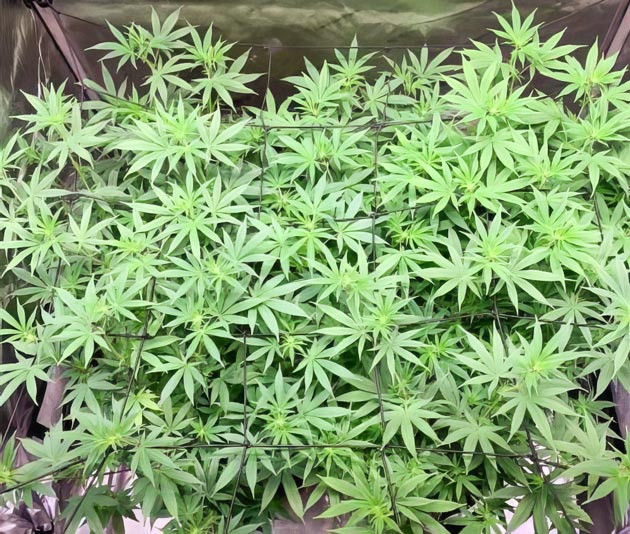 Терпены конопли