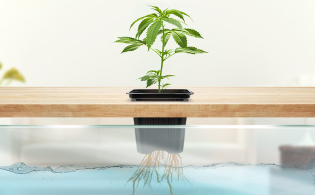 Питание корней через раствор