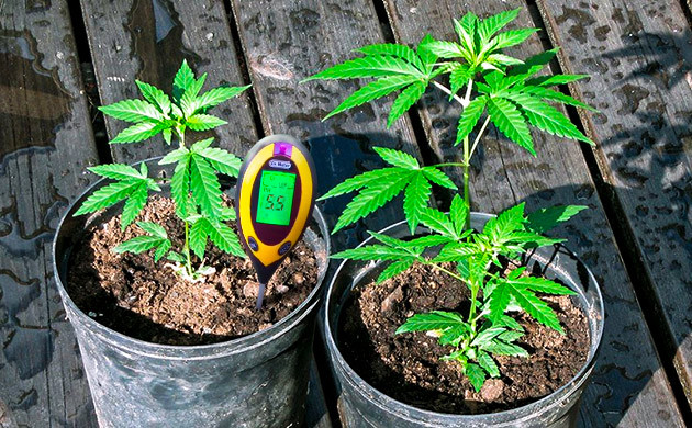 Устранение недостатка серы у каннабиса Устранение дефицита серы у конопли