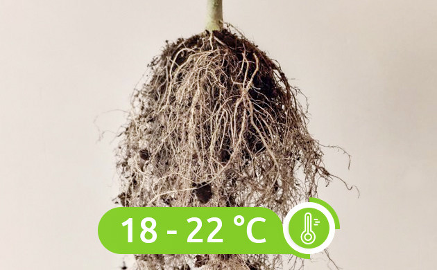 Температурные показатели корневой зоны Правильный грунт для каннабиса