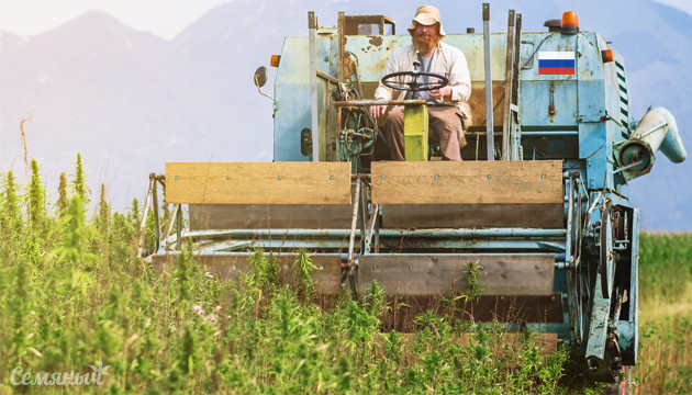 Культивация промышленной конопли